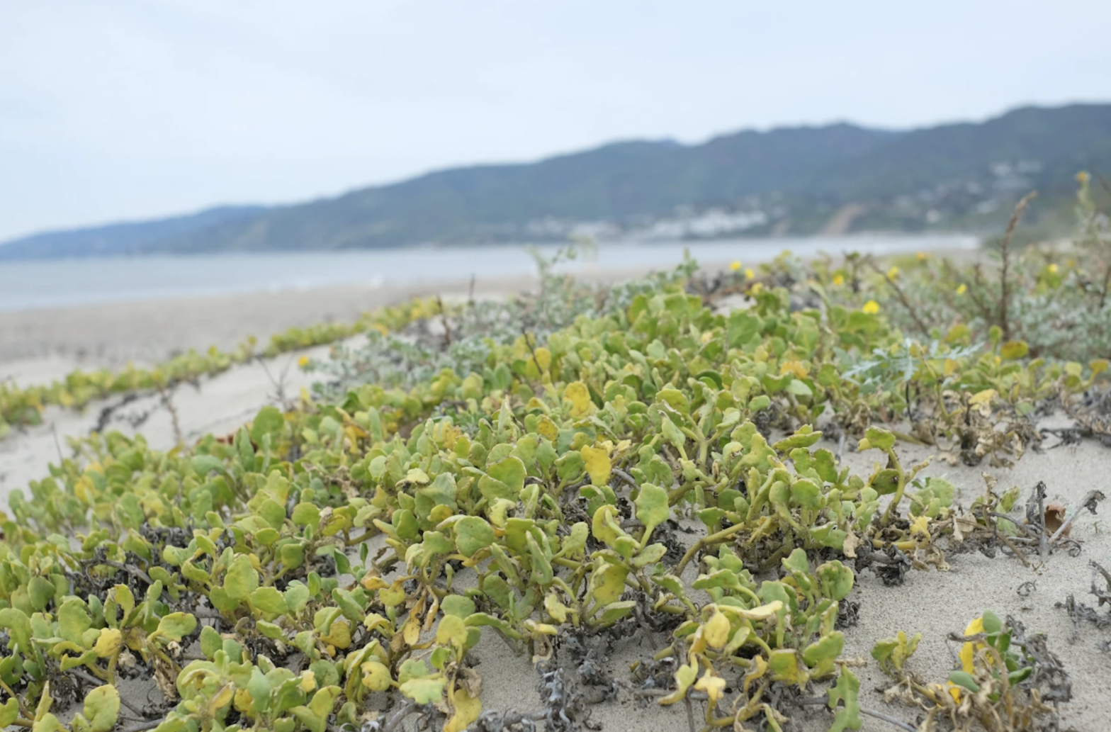 Beach Dunes restored along LA coastline displaying native plants across sand